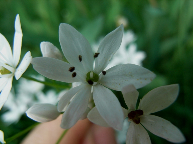 Allium subhirsutum / Aglio pelosetto